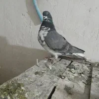 تعدادی کبوتر پرشی تضمینی. یک جفت پلاکی