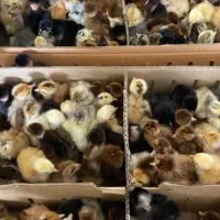 جوجه بومی گلپایگانی
