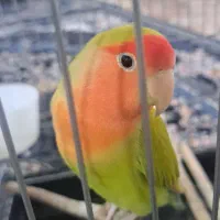 طوطی برزیلی