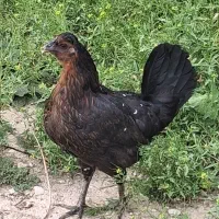 یک عدد مرغ تخم گذار گلین چهل تاج