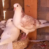 کفتر غریب گیری تیر ماه