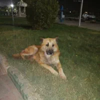 سگ نگهبان