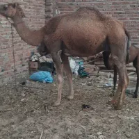 شتر زاییده