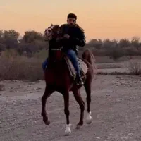 مادیون یکسر با کره مادیون