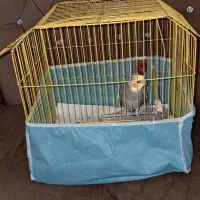 عروس هلندی فروشی