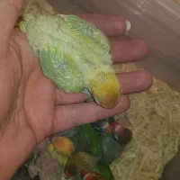 کوتوله برزیلی سرلاکی و دانخور