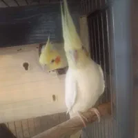جفت عروس هلندی