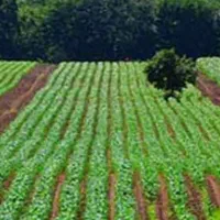 زمین کشاورزی مخصوص