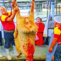 بزرگترین مرکز*گوسفند زنده*نرینه قیمت واقعی عقیقه