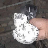 سه کفتر|پرنده|قم, شهید صیاد شیرازی|دیوار