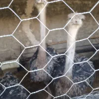 ۵ عدد شترمرغ ۱۰۰تومان