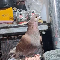 کفتر ماده بی نظیر
