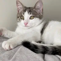 واگذاری گربه نر مهربان و اهلی