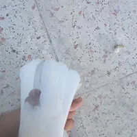 ماده طوقی|پرنده|ماهان, |دیوار