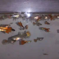 ماهی گوپی|ماهی|محمدیه-قزوین, |دیوار