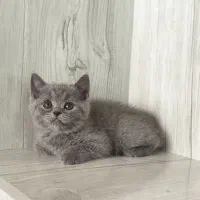 اسکاتیش و بریتیش Blue|گربه|شیراز, ستارخان|دیوار