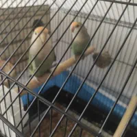 جفت طوطی برزیلی مولد