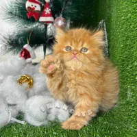 جشنواره گربه‌های اشرافی بابانوئل ( ایران کتز)