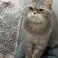 واگذاری گربه بریتیش سیلور ماده