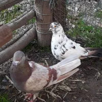 کفتر پرشی وخوب|پرنده|آستانه اشرفیه, |دیوار