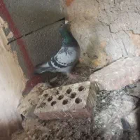 مسافتی|پرنده|آذرشهر, |دیوار