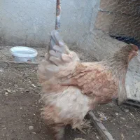 فروش تخم مرغ برهما