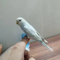 مرغ عشق دستی لوس و بامزه