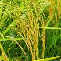 شالی فجرنودروزه امروز درو میشه
