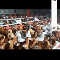 دفع بلاو چش زخم واج نه باذبح مرغ خونی خروس گوسفند|حیوانات مزرعه|مشهد, سرافرازان|دیوار