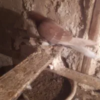 کبوتر|پرنده|تبریز, |دیوار