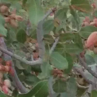 فروش زمین کشاورزی