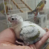 جوجه گرینچیک و جوجه برزیلی|پرنده|بهبهان, |دیوار