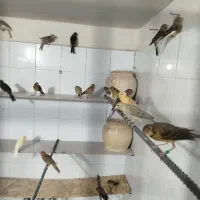 تعداد ۳۵ عدد قناری سوخته