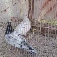 کفتر|پرنده|مشهد, چهاربرج|دیوار