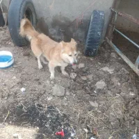 سگ س|سگ|گناباد, |دیوار