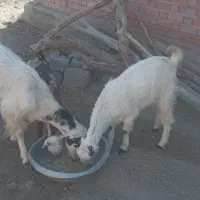 ۳عدد گوسفند|حیوانات مزرعه|کهنوج, |دیوار