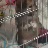 عروسکی هاپویی ناناز|سگ|مشهد, الهیه|دیوار