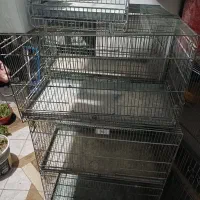 قفس غلامی سره و قناری