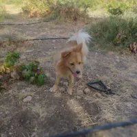 سگ موکا جذاب|سگ|سرپل ذهاب, |دیوار