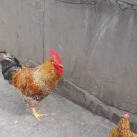 سلام تعدادی‌مرغ‌‌‌محلی‌‌تخمگذاروجوجه
