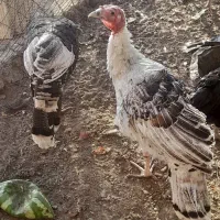 بوقلمون نر و ماده|حیوانات مزرعه|آران و بیدگل, |دیوار