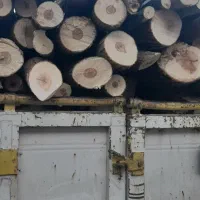 خرید انواع درخت