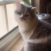 گربه نر بازیگوش