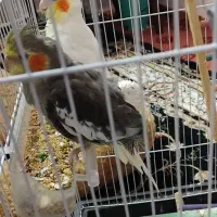 دوعدد عروس جفت نروماده