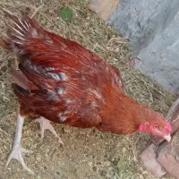خروس لاری اصیل