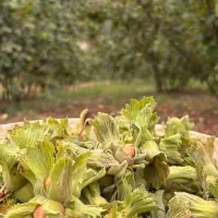 فندق نخجوان بار زیاد نهال قوی