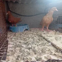 کبوتر
