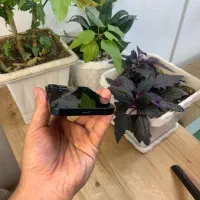iphone 14 normal