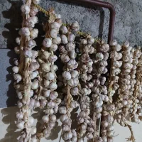 سیر و سبزی محلی