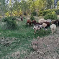 میش بره گوسفند